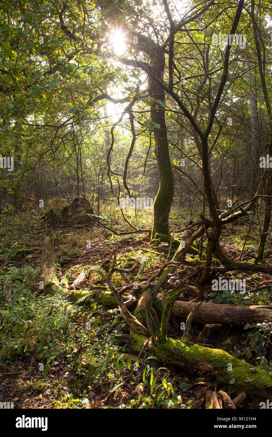 Germany, Cologne, wood of the Wahner Heath.  Deutschland, Koeln, Wald in der Wahner Heide. Stock Photo