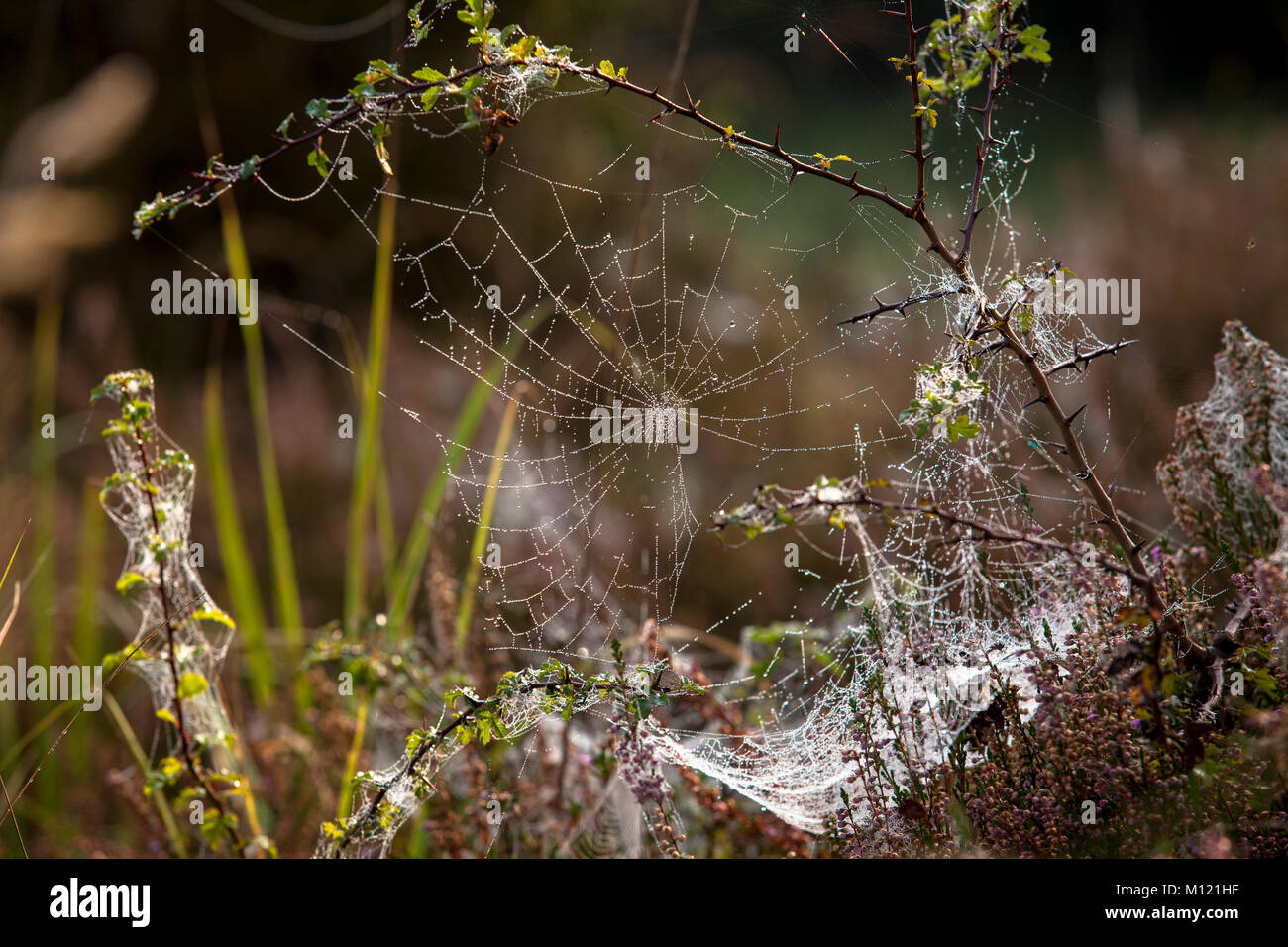 Germany, North Rhine-Westphalai, Cologne, spiders web with dew drops at the Wahner Heath.  Deutschland, Koeln, Spinnennetz mit Tautropfen in der Wahne Stock Photo