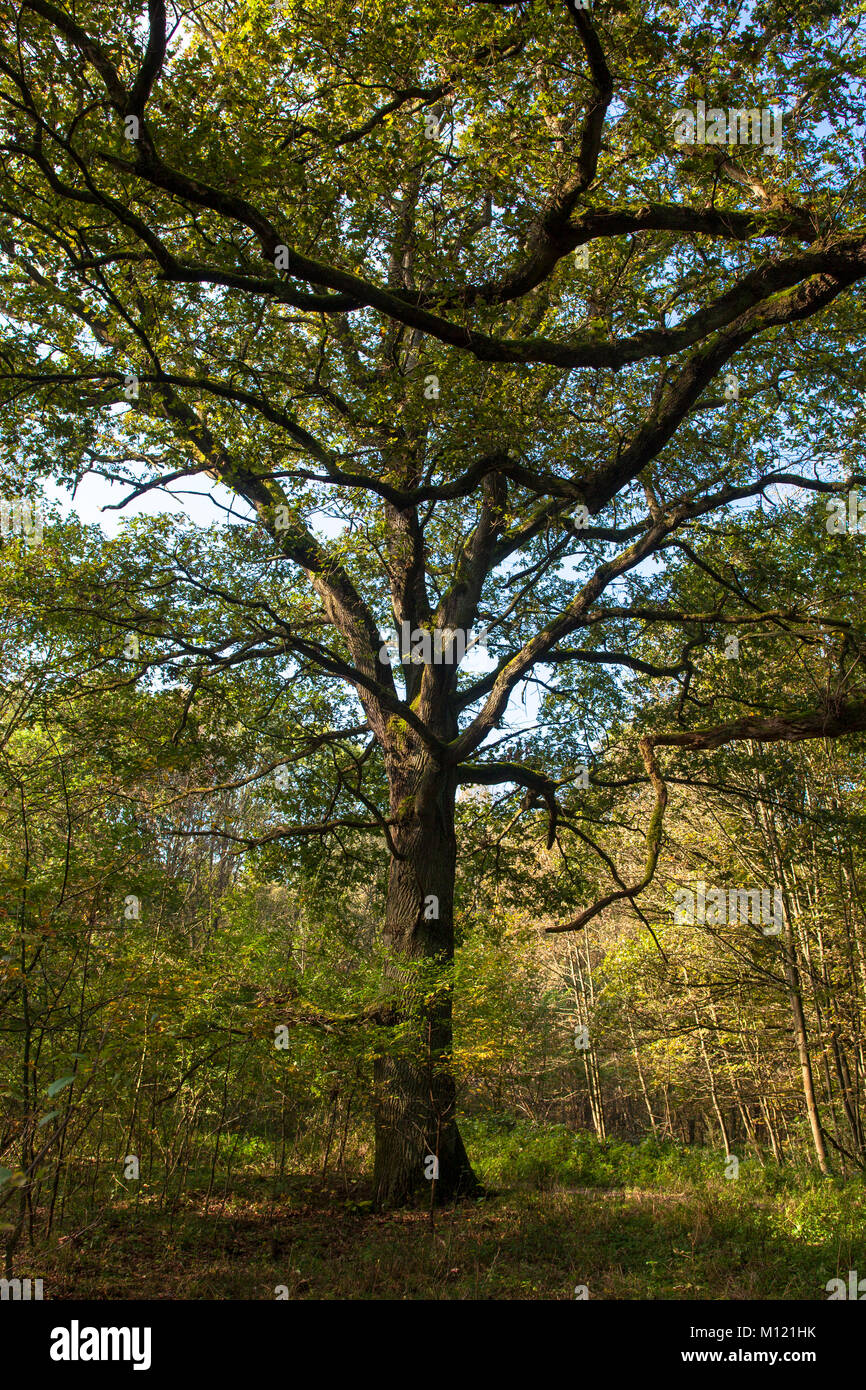 Germany, Cologne, wood of the Wahner Heath, oak.  Deutschland, Koeln, Wald in der Wahner Heide, Eiche. Stock Photo