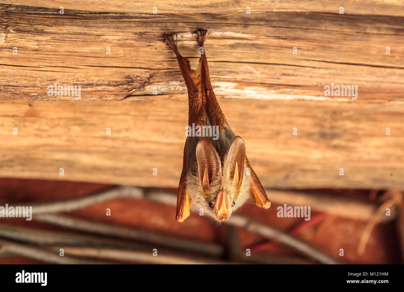 yellow winged bat