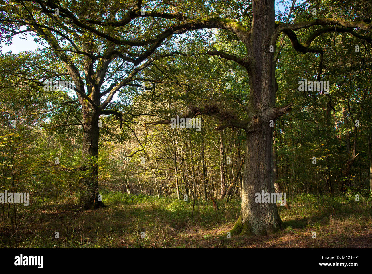 Germany, Cologne, wood of the Wahner Heath, oak trees.  Deutschland, Koeln, Wald in der Wahner Heide, Eichen. Stock Photo