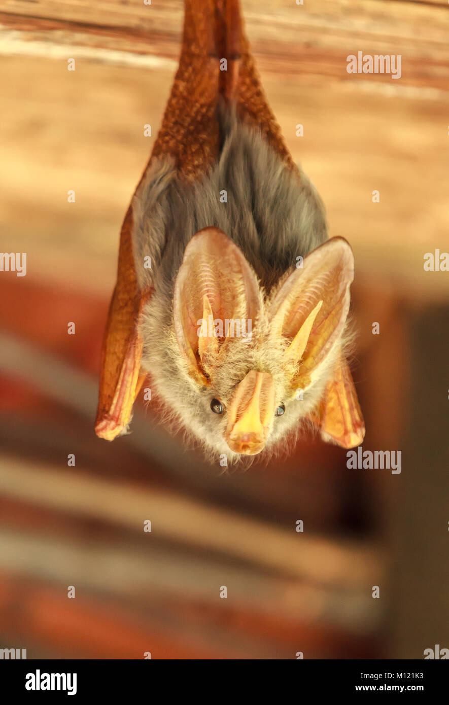 The yellow-winged bat is one of five species of false vampire bat from Africa. Stock Photo