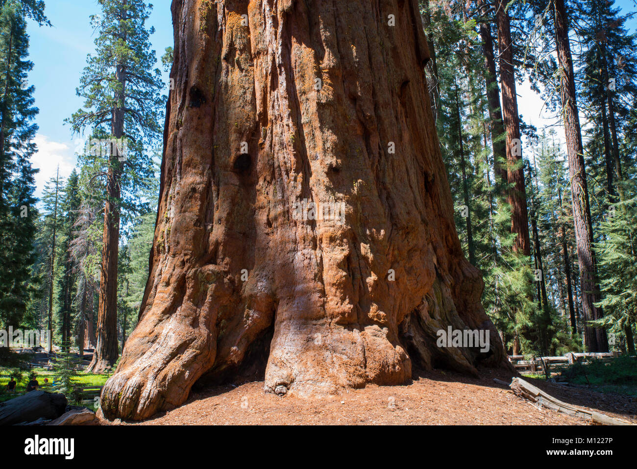 View of Sequoia National Park, General Sherman Grove, Tulare County