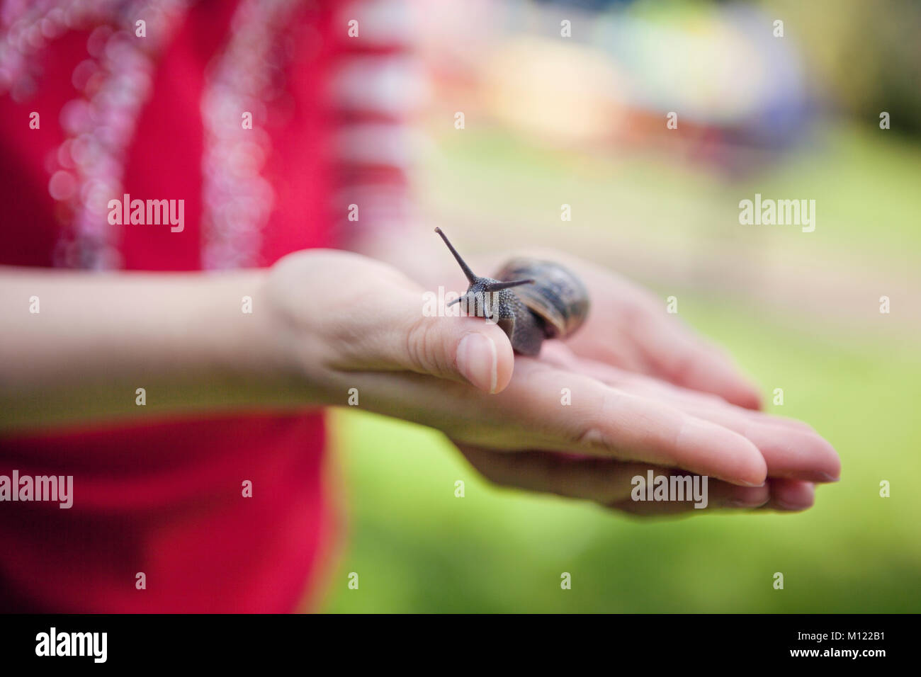 Child holding common brown garden snail Stock Photo Alamy