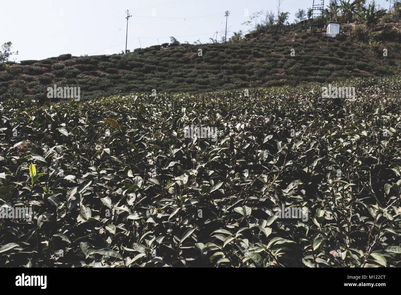 Overlooking the tea plantations, Darjeerling, India Stock Photo