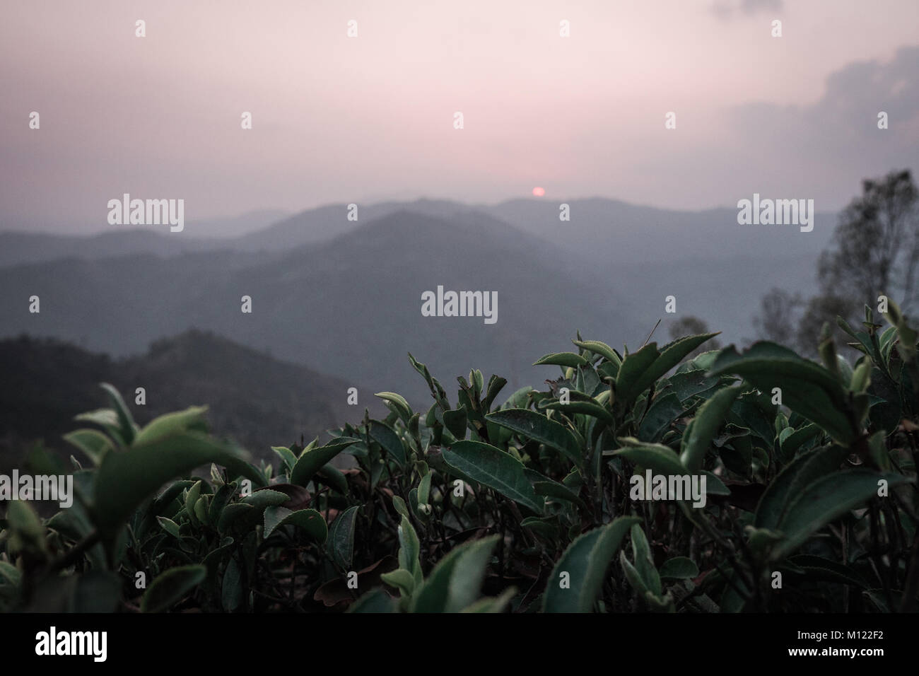 Overlooking the tea plantations, Darjeerling, India Stock Photo