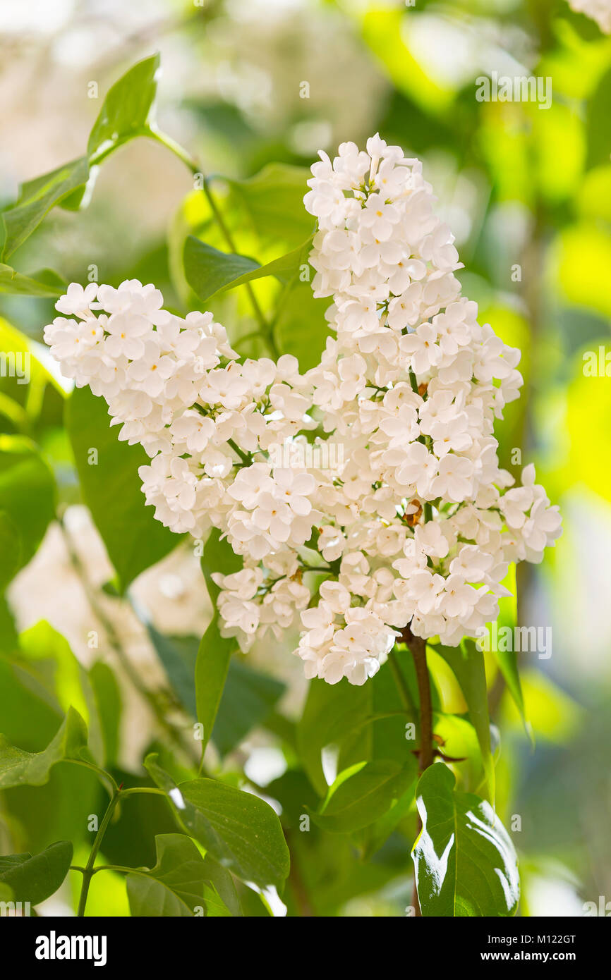 White Lilac (Syringa),flowering,Saxony,Germany Stock Photo