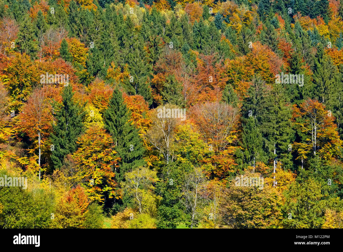 Autumnal mixed forest at the Brotjacklriegel,Bavarian Forest,Lower Bavaria,Bavaria,Germany Stock Photo