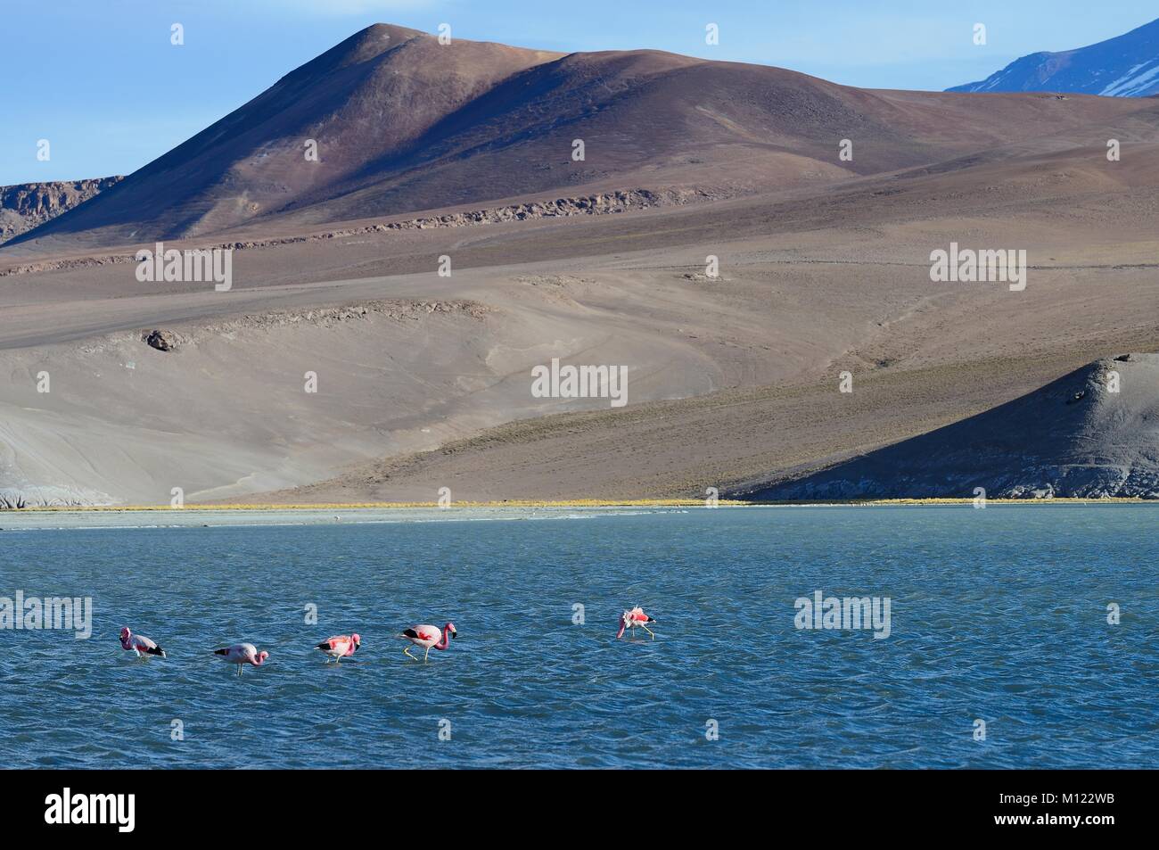 Andean flamingos (Phoenicopterus andinus) on the Laguna Santa Rosa,National Park Nevado Tres Cruces,Región de Atacama,Chile Stock Photo