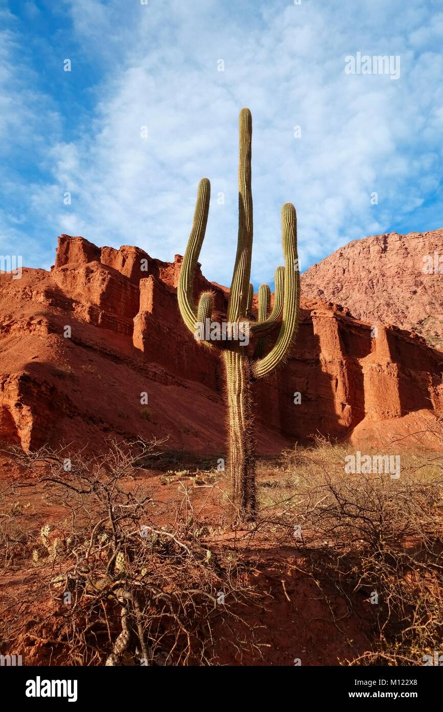 Cactus (Echinopsis atacamensis) in front of red rocks in canyon Quebrada de  las Conchas,near Cafayate,province of Salta Stock Photo - Alamy