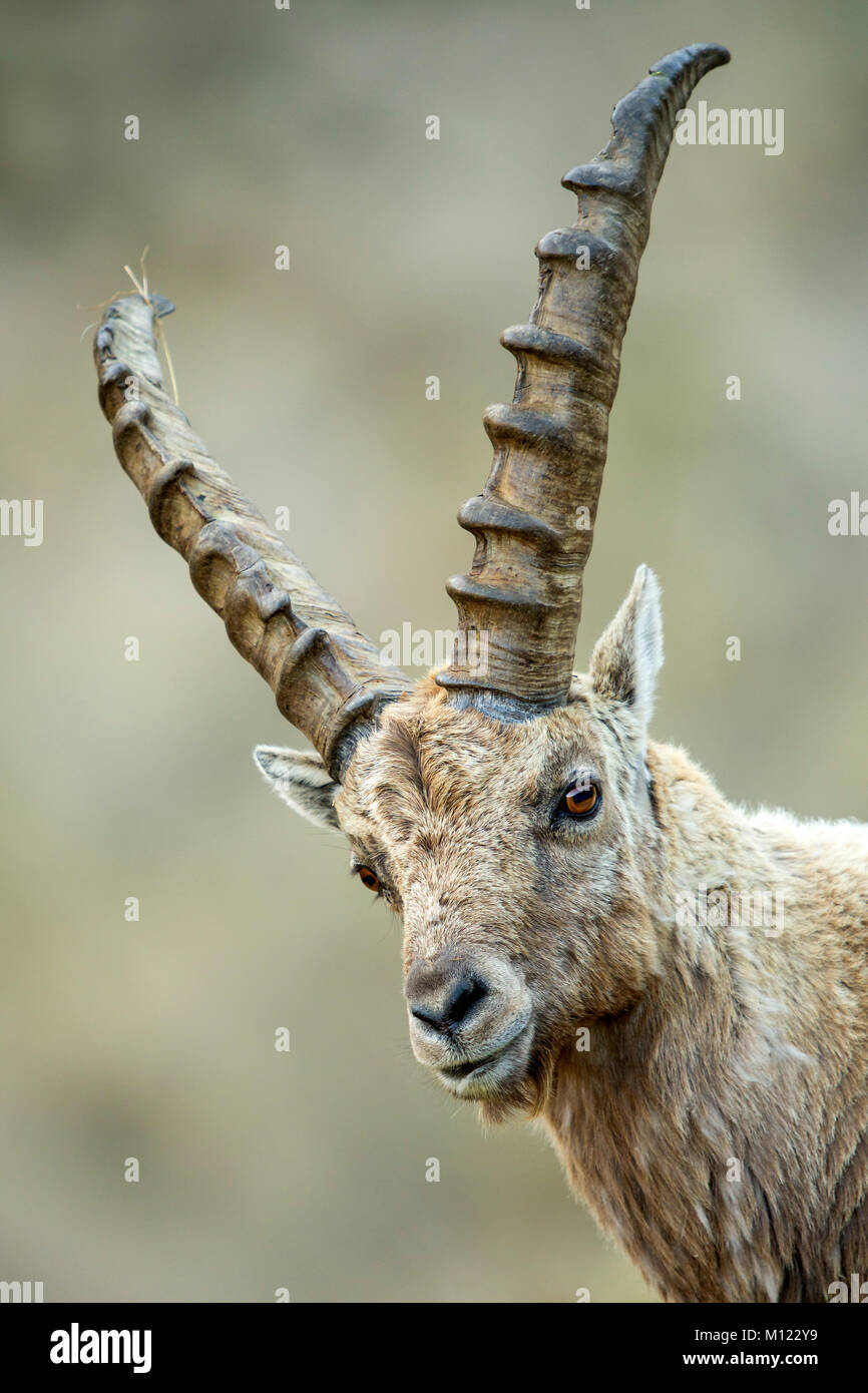 Alpine Ibex (Capra ibex),male,Franz-Josefs Höhe,Hohe Tauern National Park,Carinthia,Austria Stock Photo