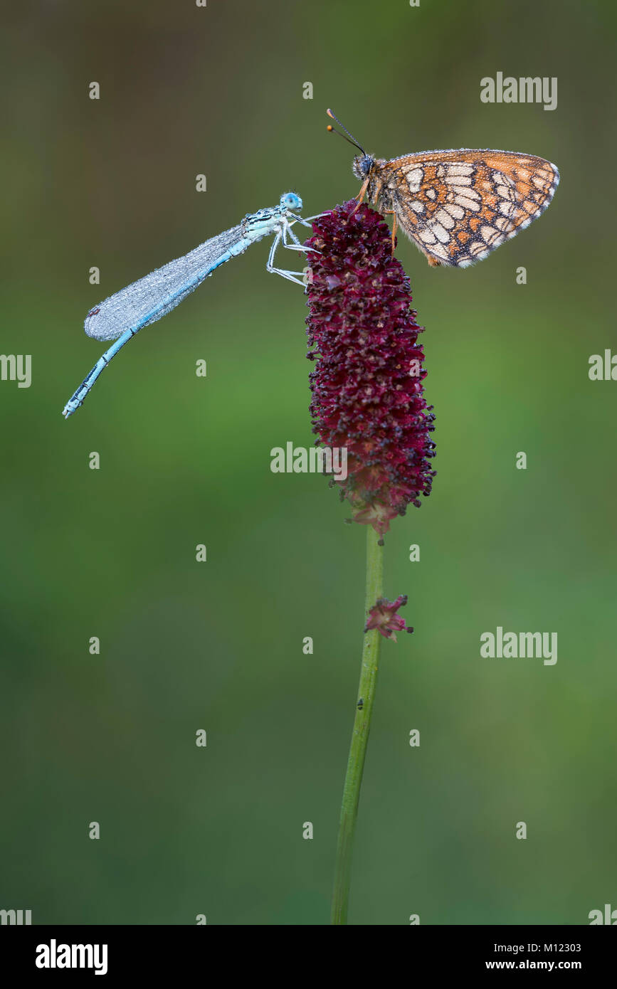 White-legged damselfly (Platycnemis pennipes),male,heath fritillary (Mellicta athalia),Burgenland,Austria Stock Photo