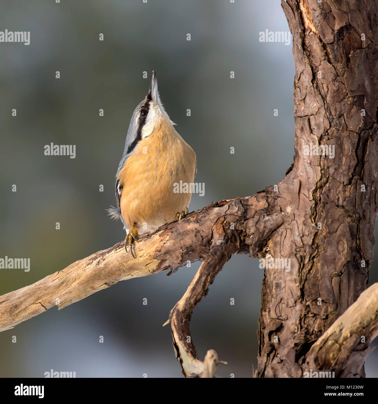 Eurasian nuthatch (Sitta europaea),sits on branch,stretches head up,Tyrol,Austria Stock Photo