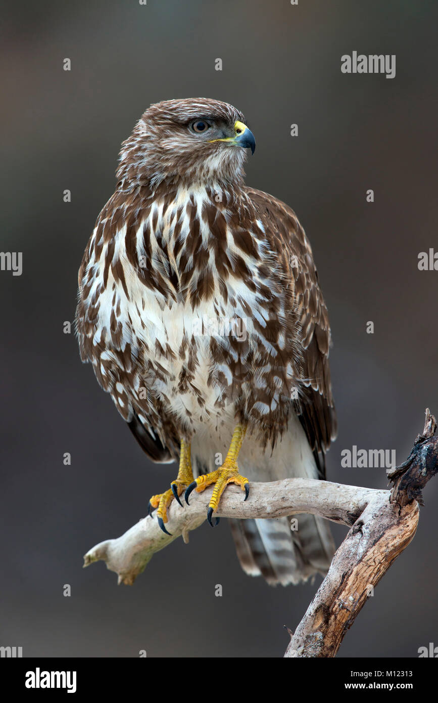 Steppe buzzard (Buteo buteo) on Ast,Tyrol,Austria Stock Photo