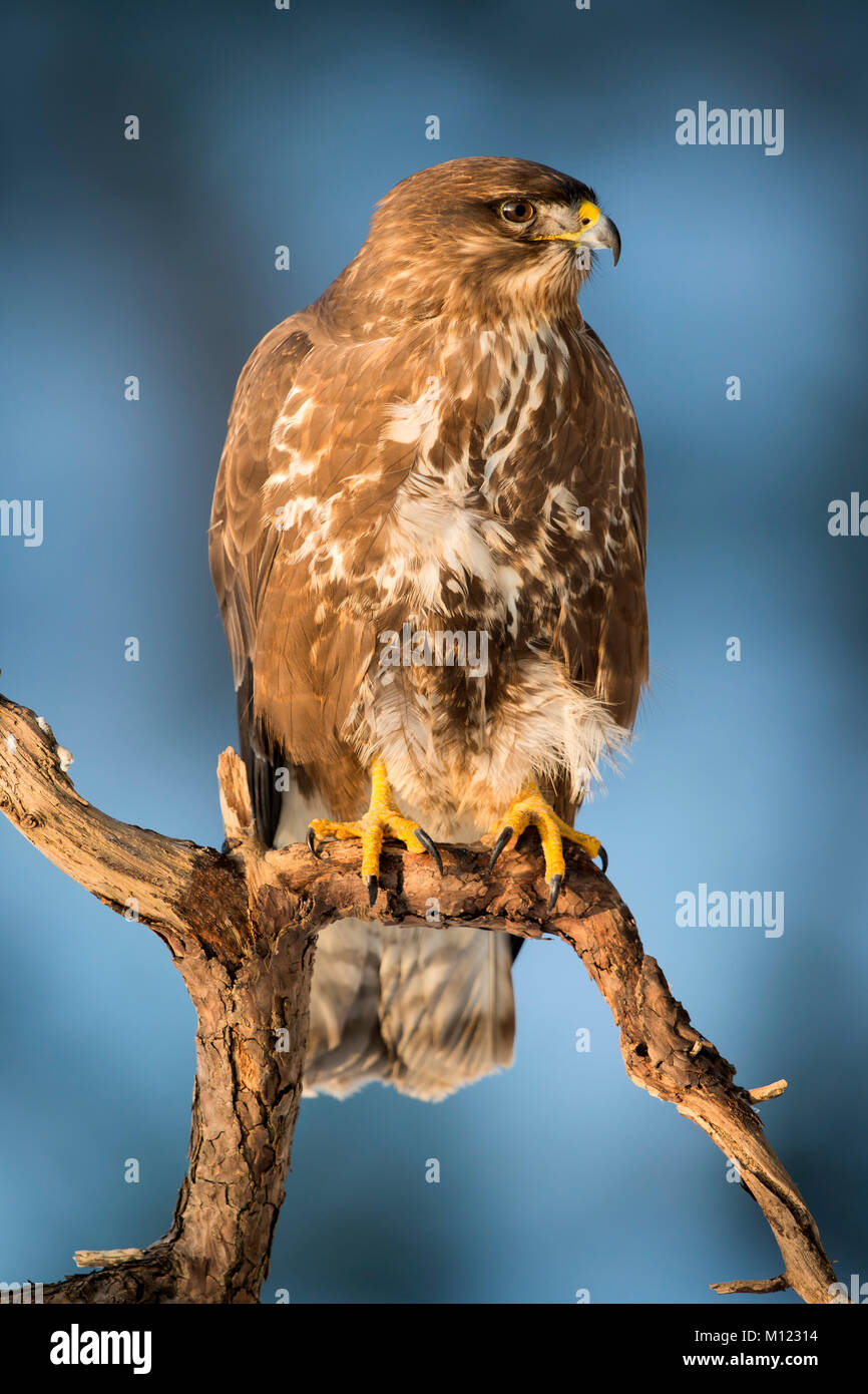 Steppe buzzard (Buteo buteo) on Ast,Tyrol,Austria Stock Photo