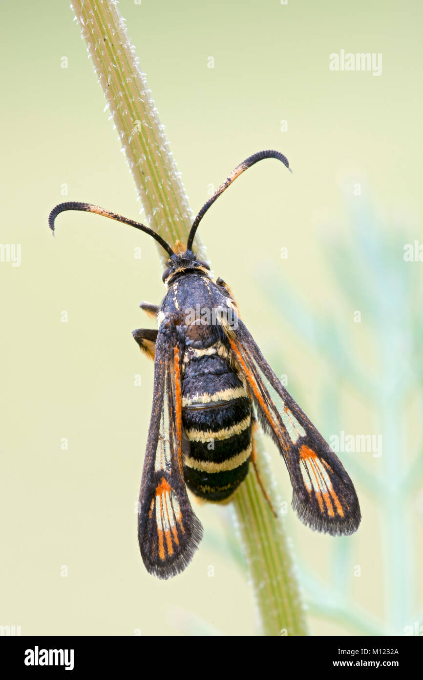 Wasp glasswingers or yellow-legged clearwing (Synanthedon vespiformis) at Halm,Burgenland,Austria Stock Photo