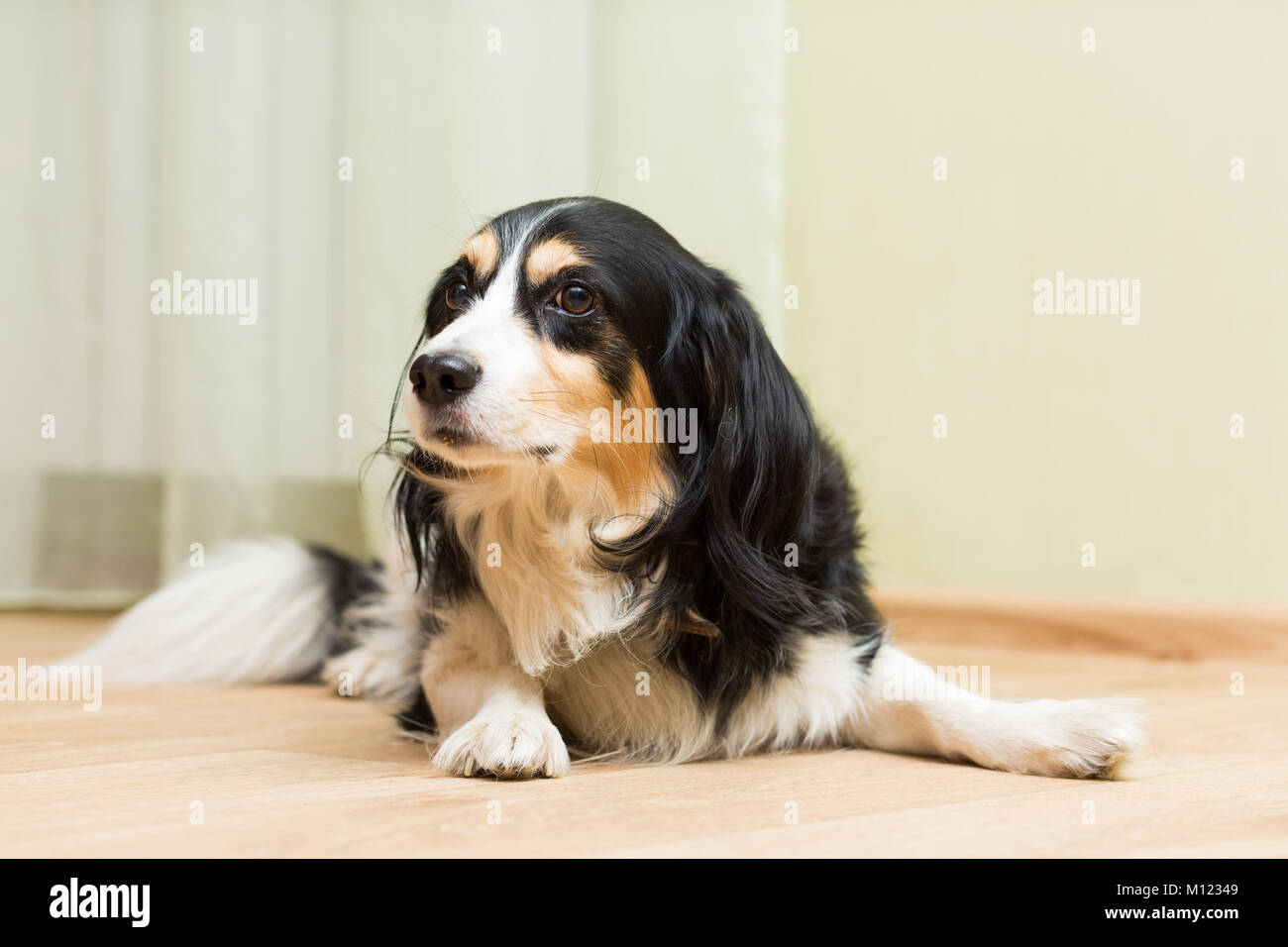 Large And Sad Dogless Dog With Long Hair Lies On The Floor Stock