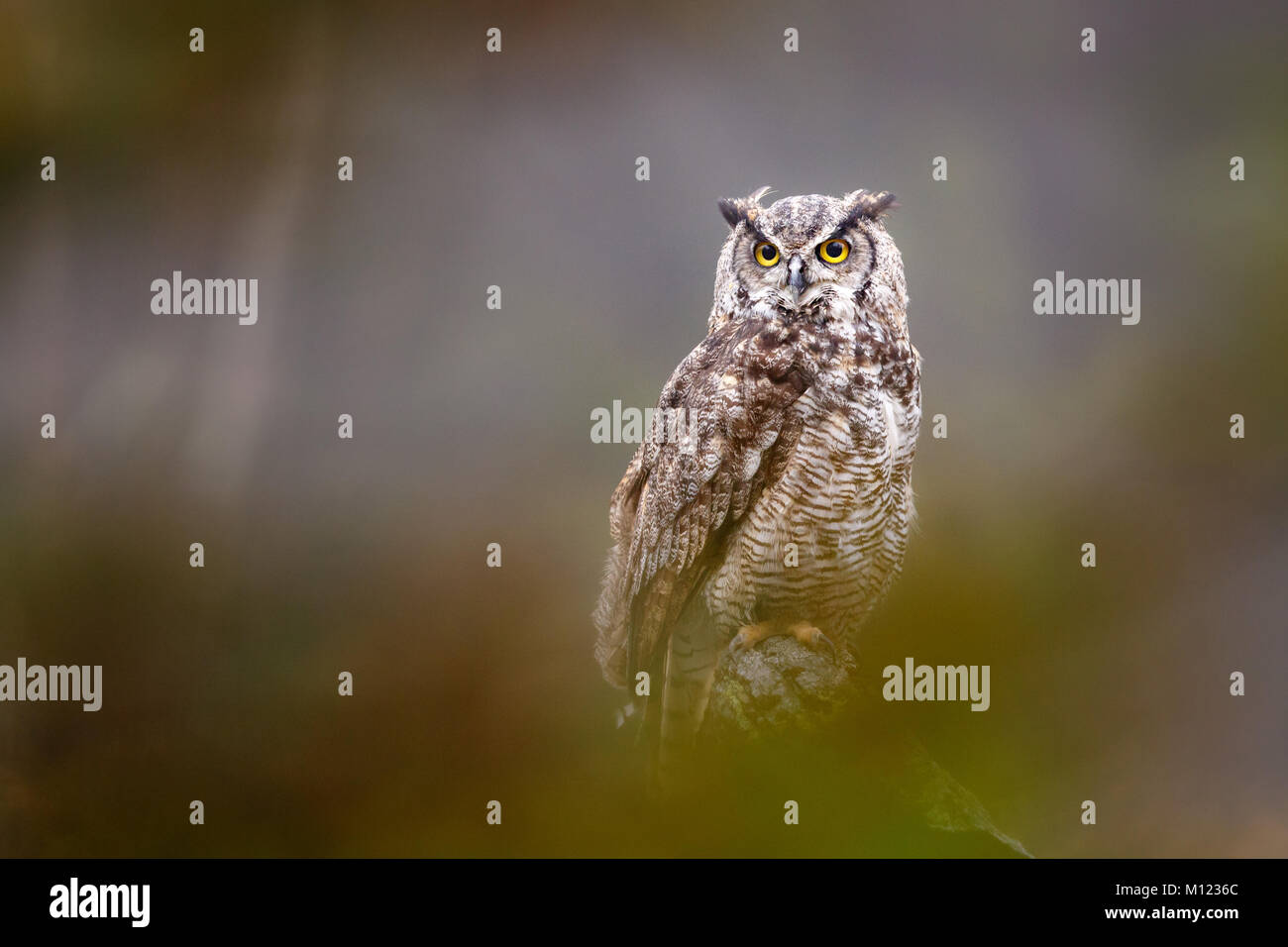Great horned owl (Bubo virginianus),Bavaria,Germany Stock Photo