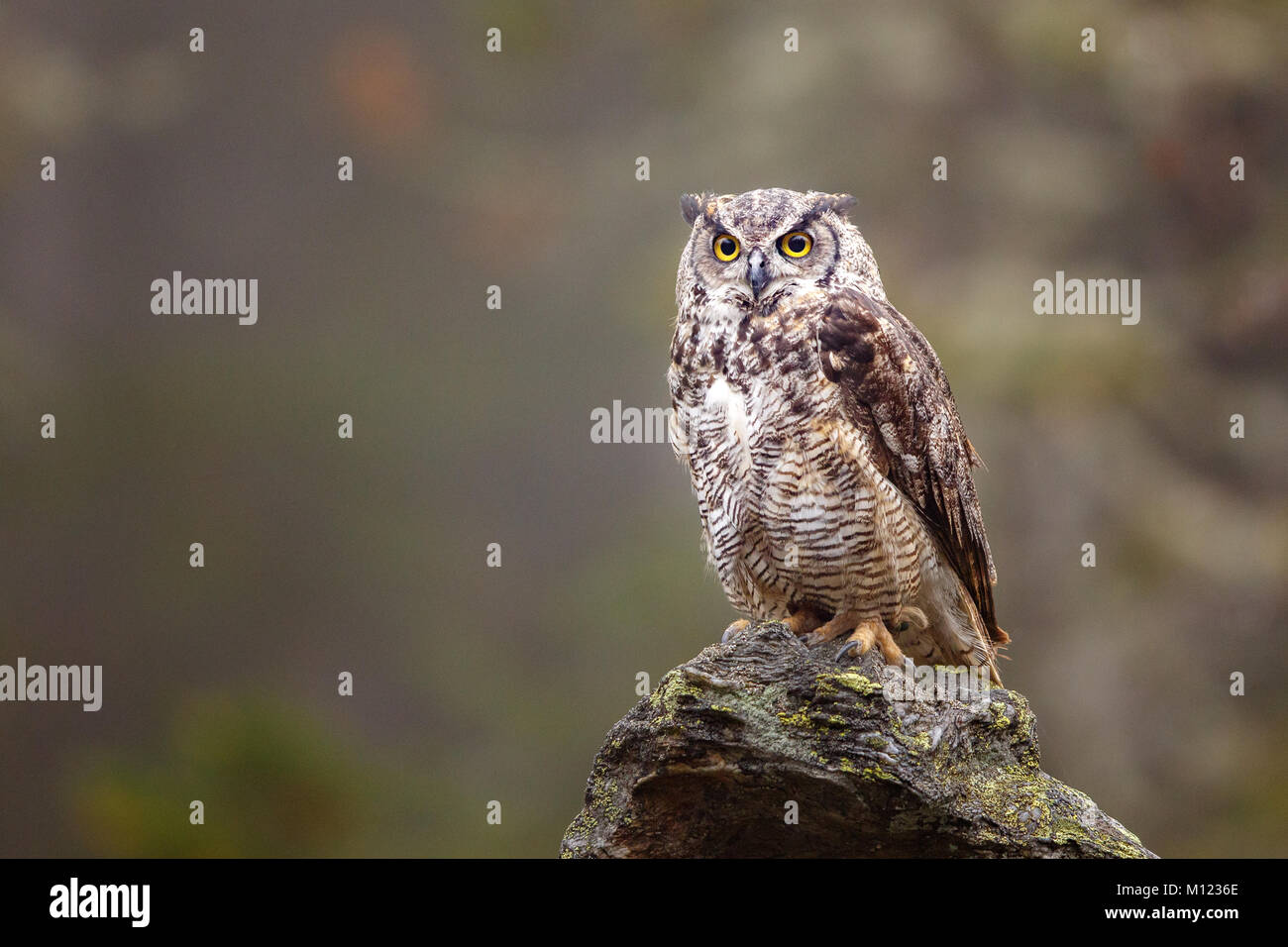 Great horned owl (Bubo virginianus),sitting on rock in autumn,Bavaria,Germany Stock Photo