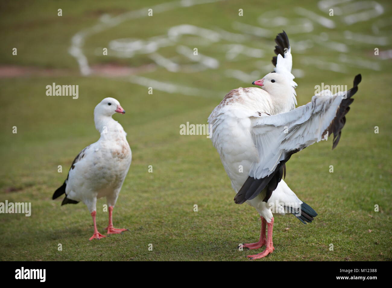 Two andean geese  (Neochen melanoptera).  One male is puffing out his chest and spreading his wings.  Both standing on short grass. Stock Photo
