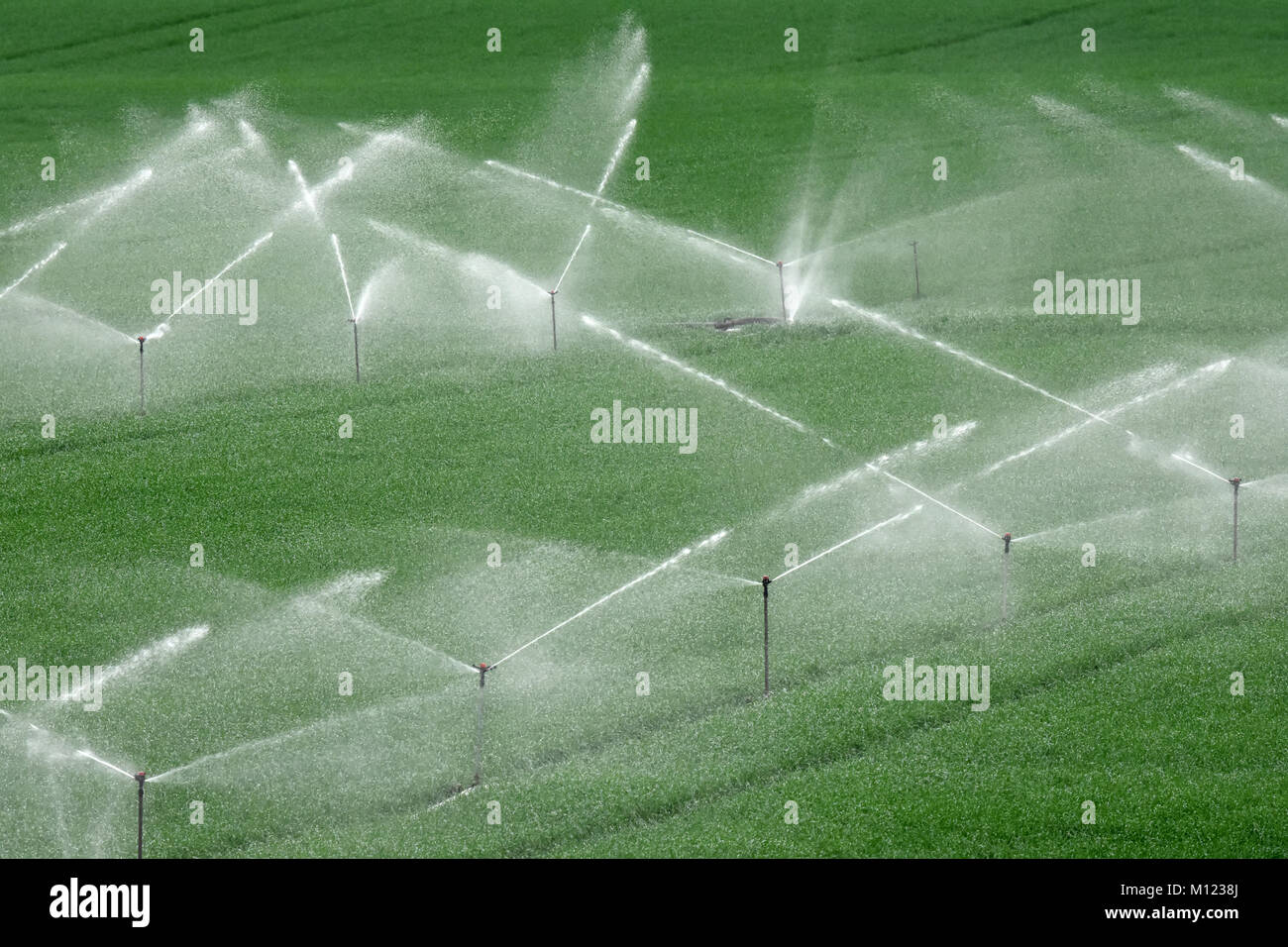 Field sprinklers, Irrigation Stock Photo
