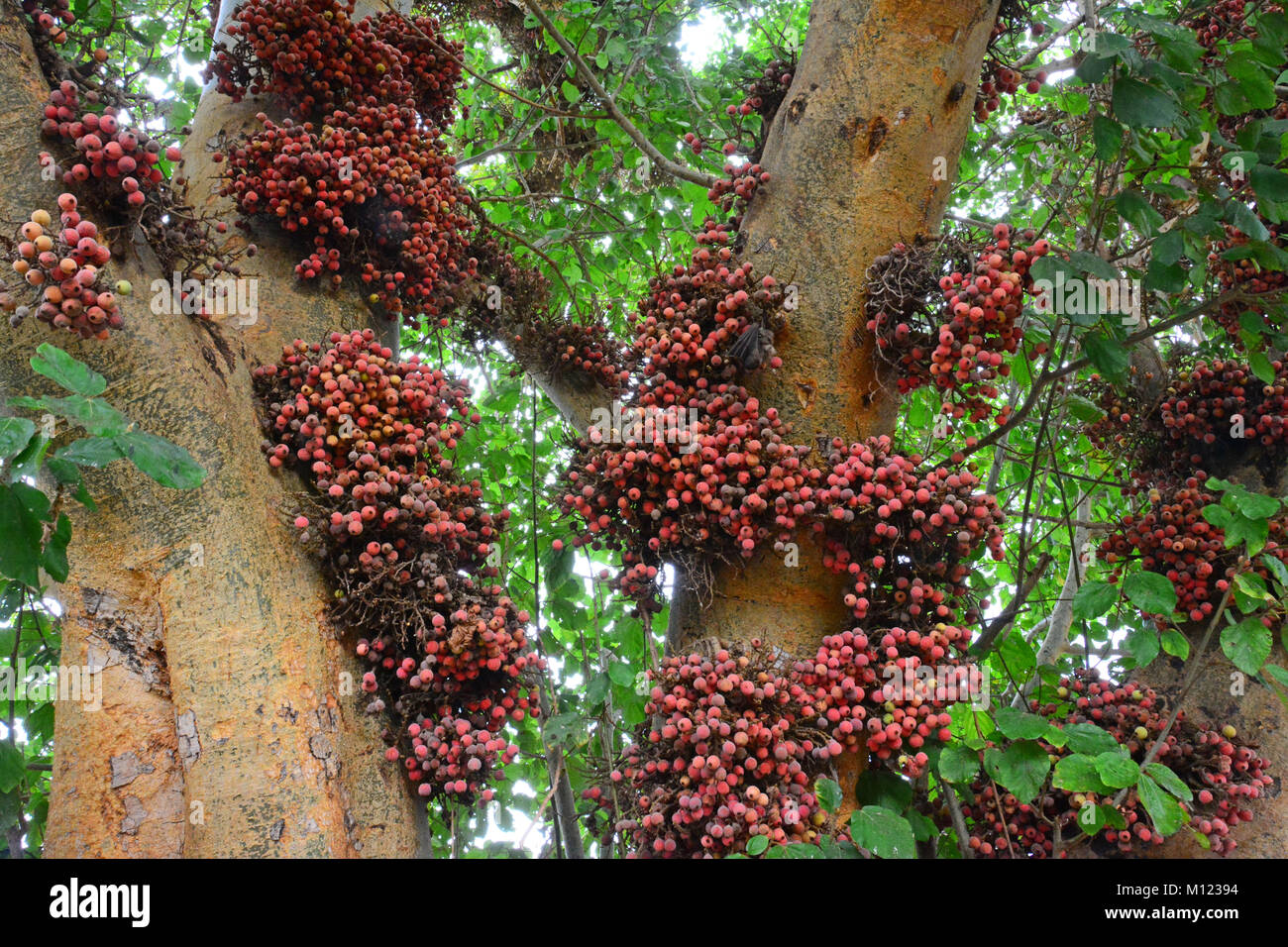 sycomore-tree-ficus-sycomorus-M12394.jpg