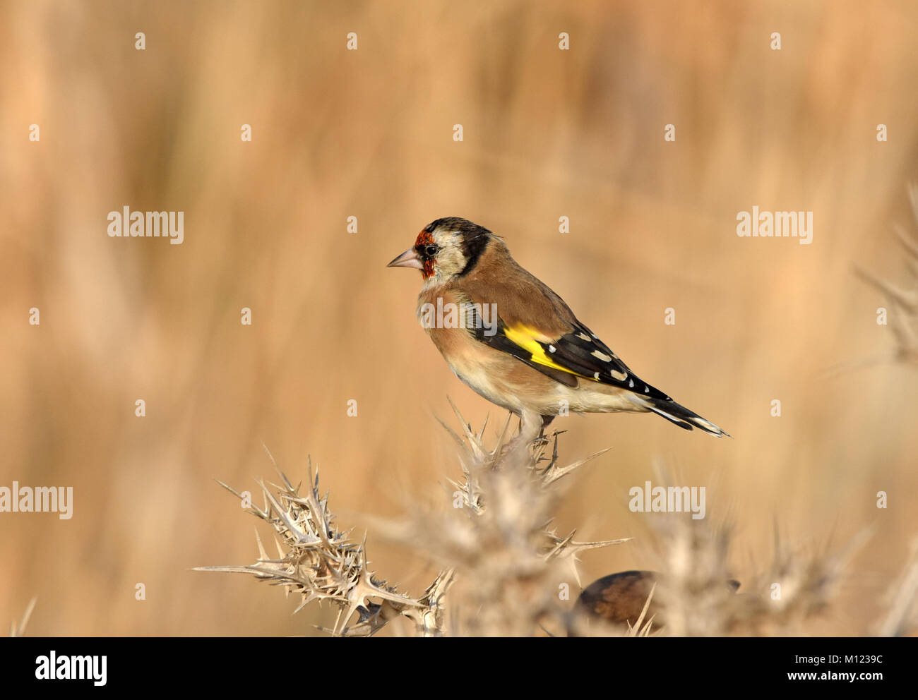 European goldfinch(Carduelis carduelis) on thistle, Israel Stock Photo