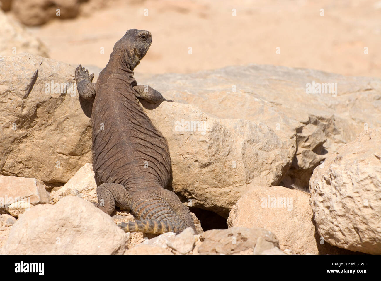 Uromastyx, Egyptian Mastigure Uromastyx aegyptia lizard Stock Photo