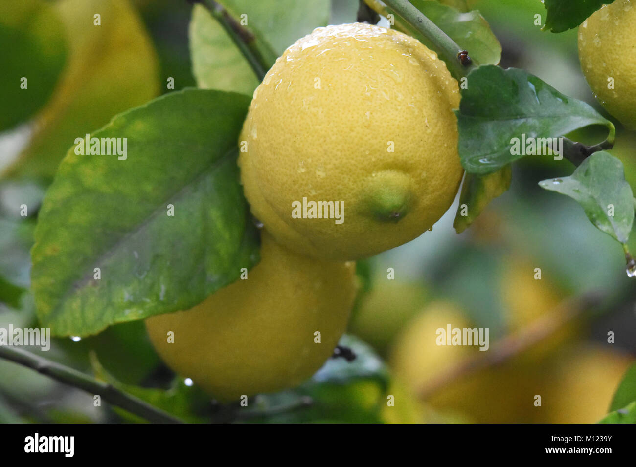 Lemons on tree Stock Photo Alamy