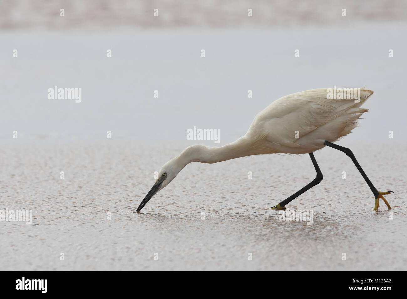 Little egret, Egretta garzetta, hunts Stock Photo