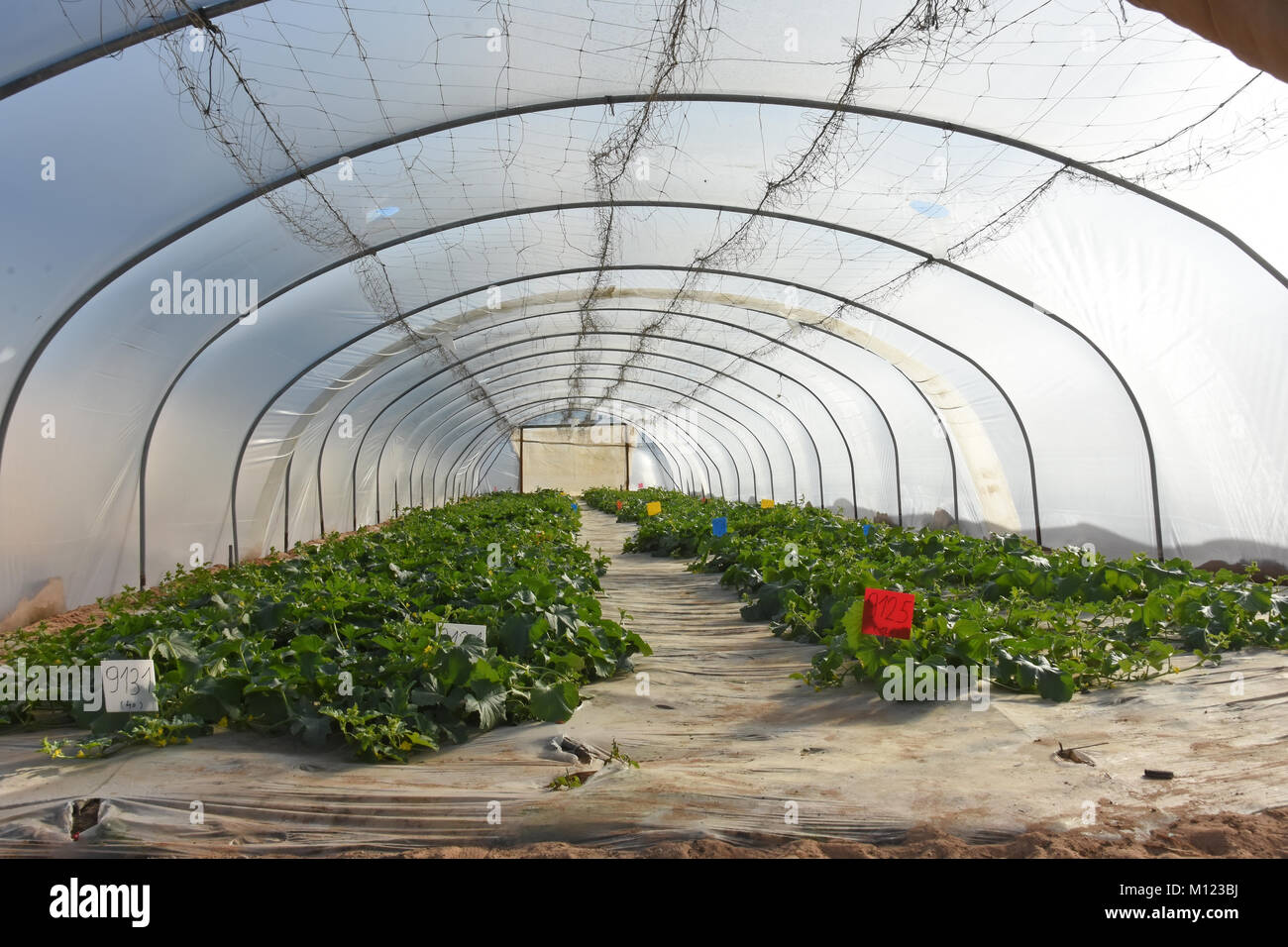 Large greenhouse, Israel Stock Photo Alamy