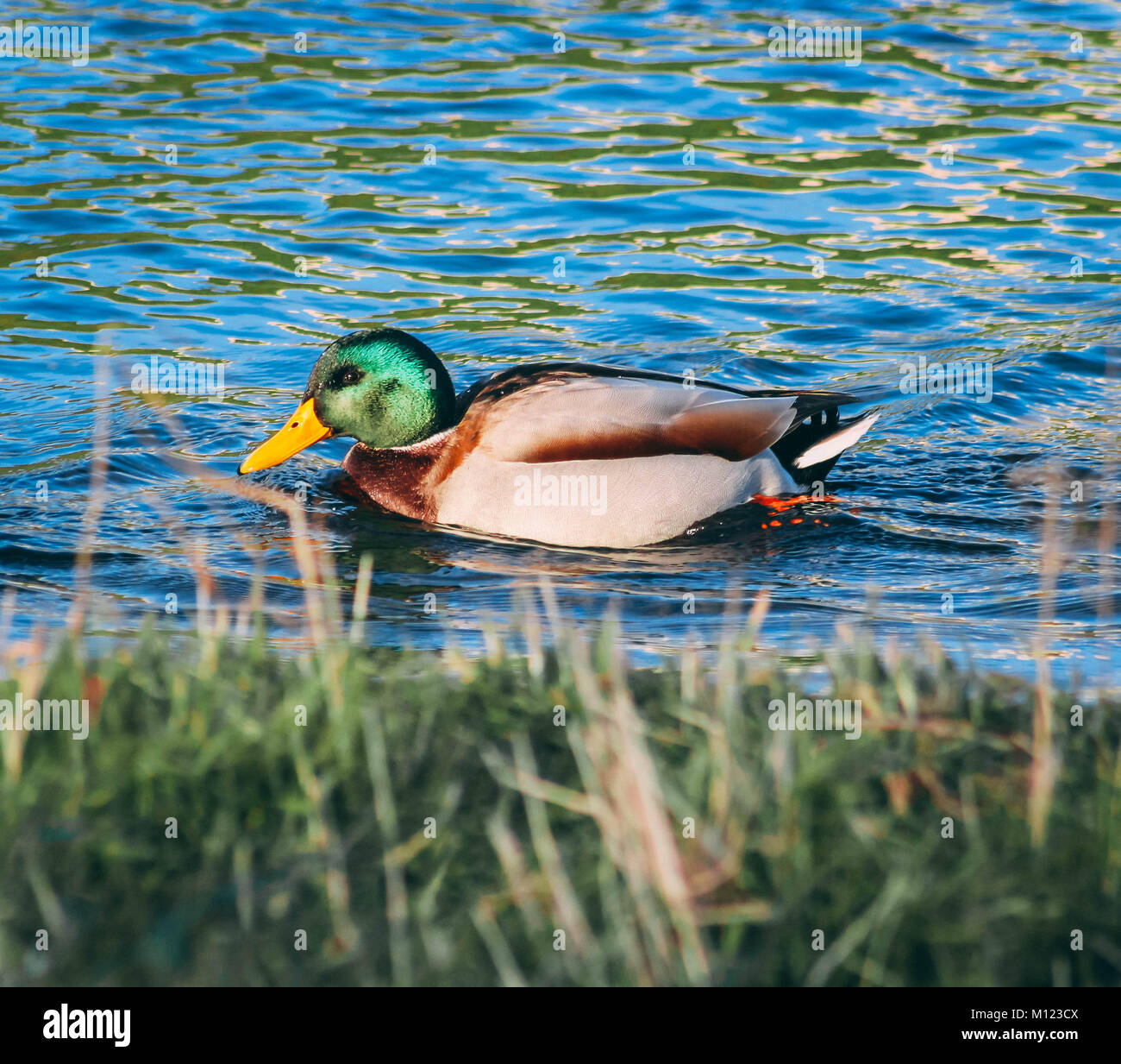 Duck in water in front of grass Stock Photo