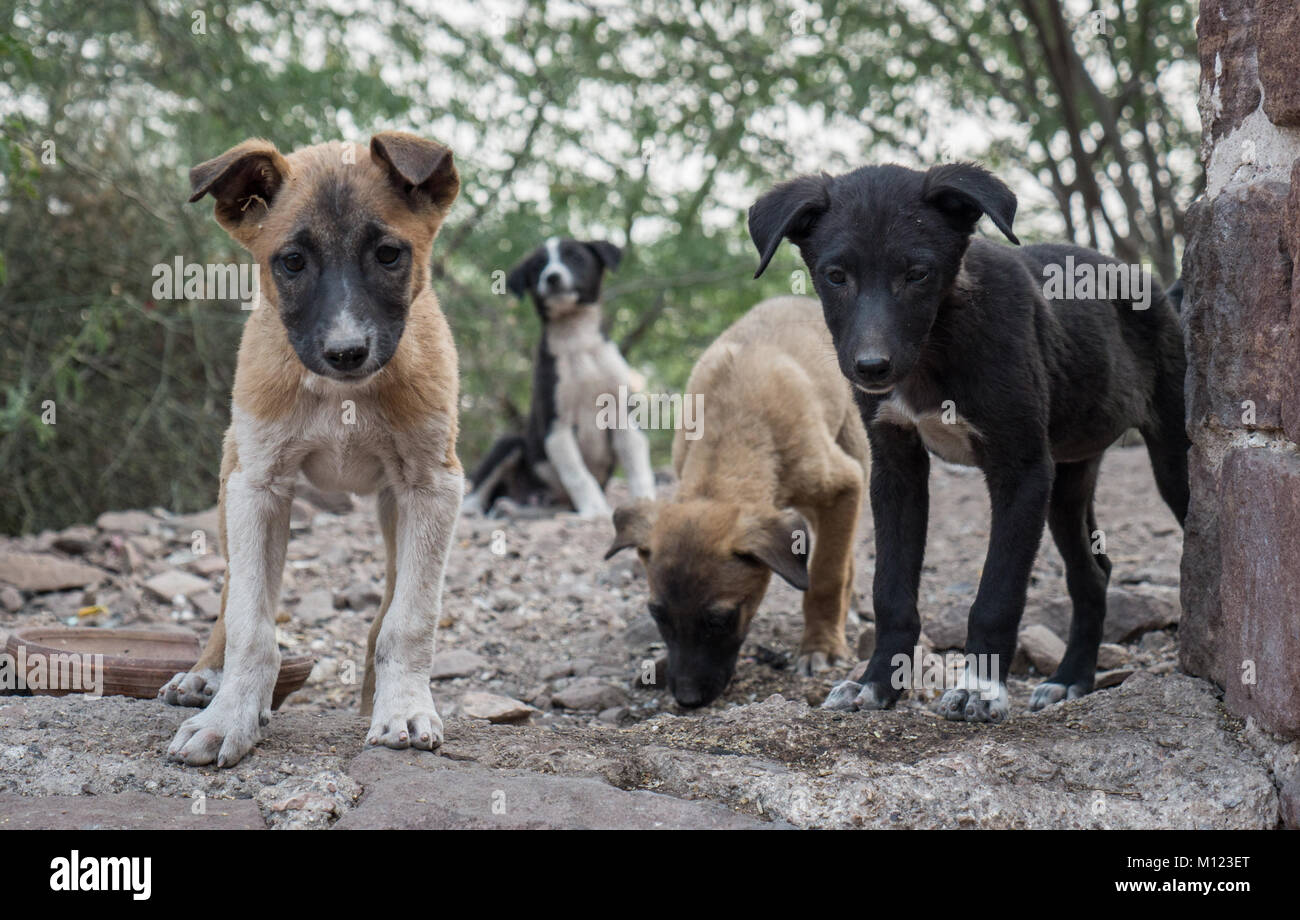 Blue City Stray Dogs, Jodhpur, Rajasthan Stock Photo