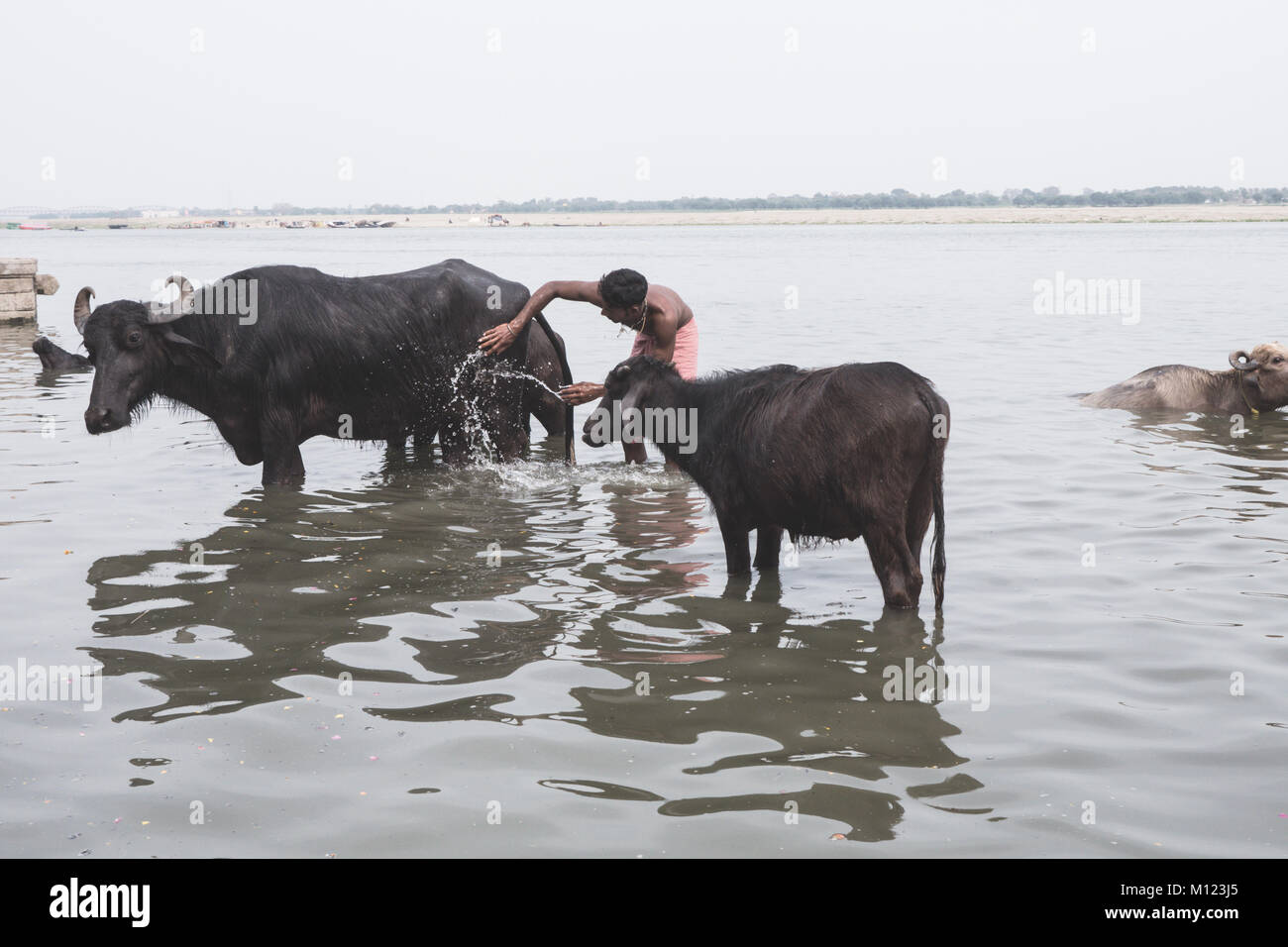 Water Buffalo Bath, Varanasi, India Stock Photo