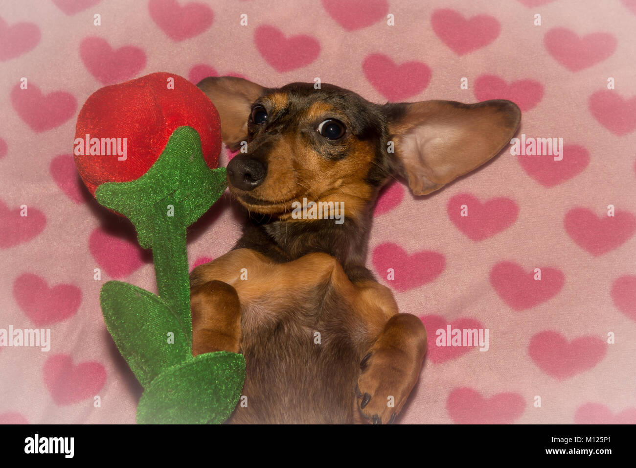 A cute Dachshund Puppy on Valentine's Day Stock Photo