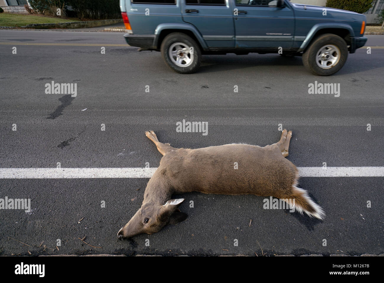 A closed up view of a dead deer hit by a car lying at roadside with