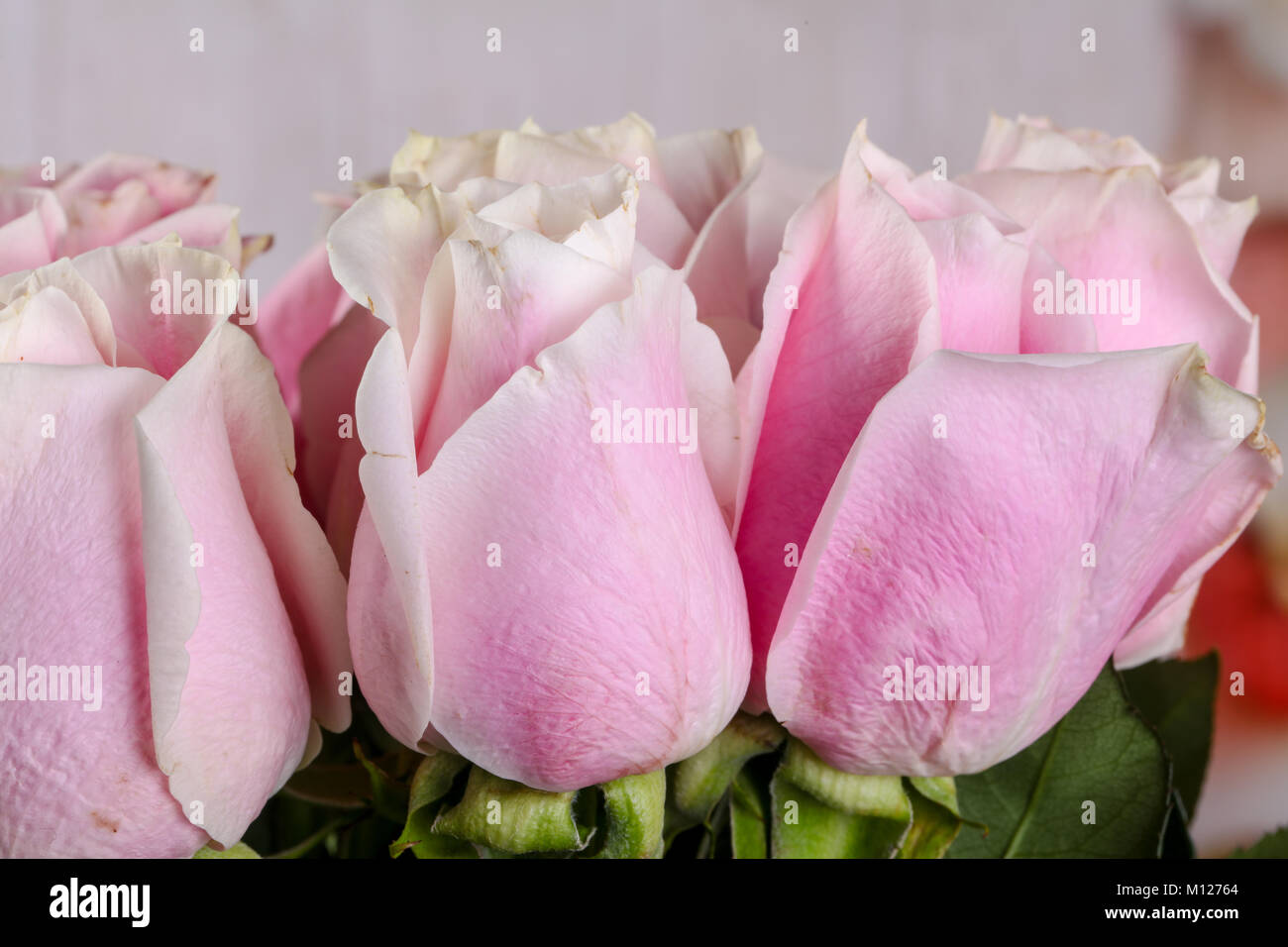 Pink roses bouquet isolated on white background Stock Photo - Alamy