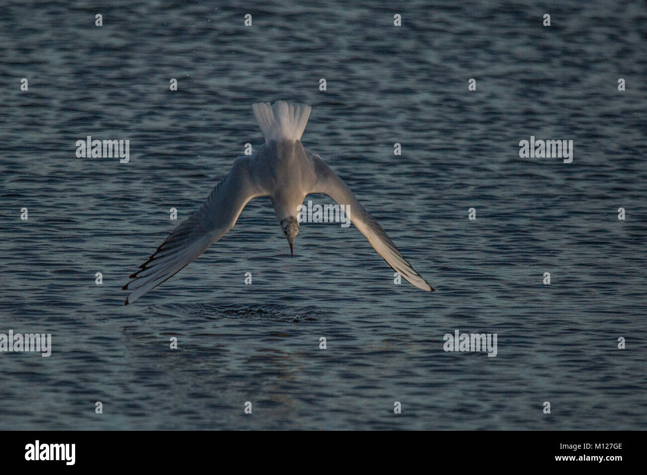 Mediterranean Gull diving into water to catch fish Stock Photo Alamy