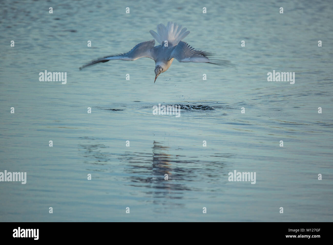 Mediterranean Gull diving into water to catch fish Stock Photo Alamy