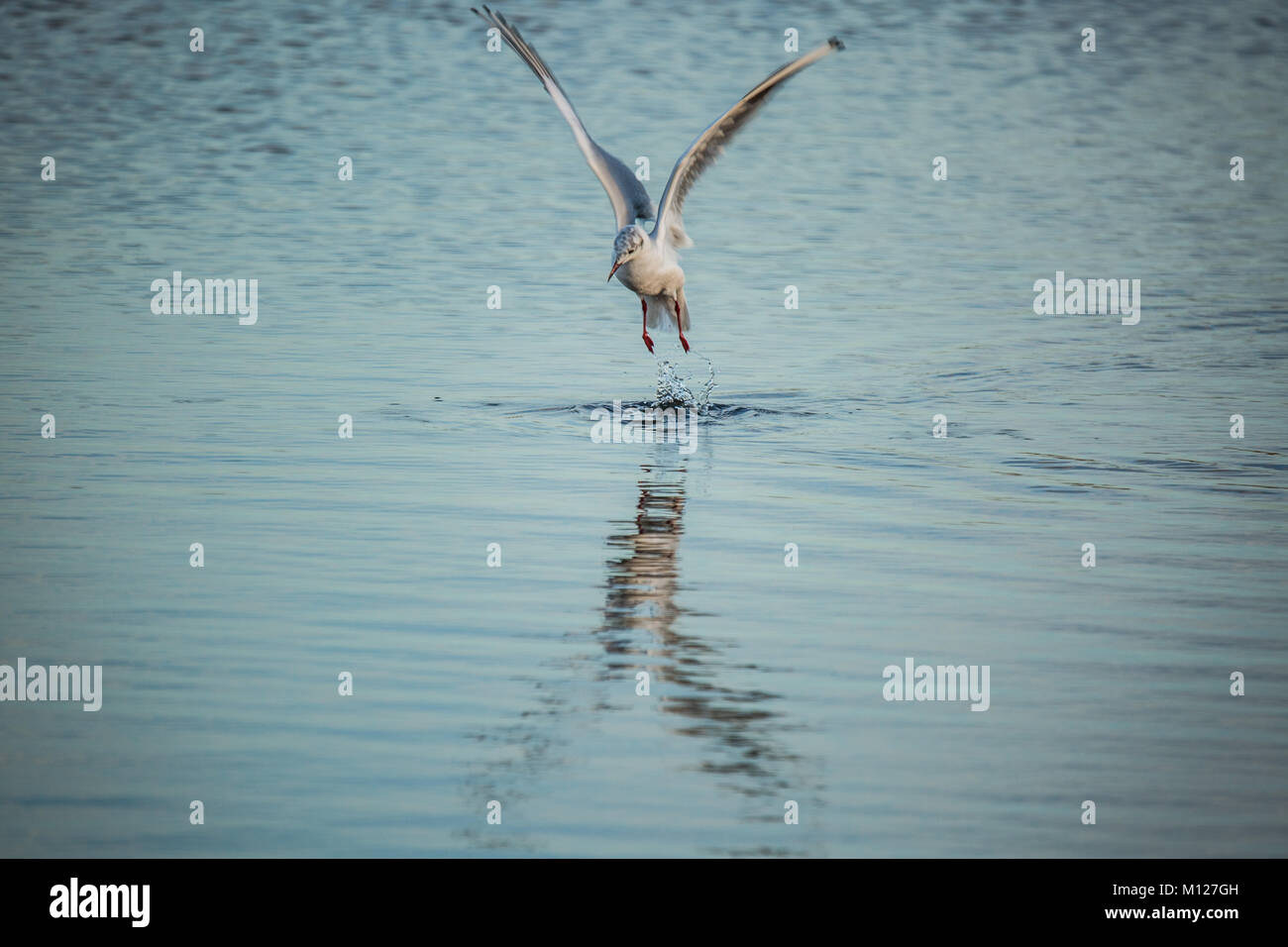 Seagull Diving Into Sea High Resolution Stock Photography and Images