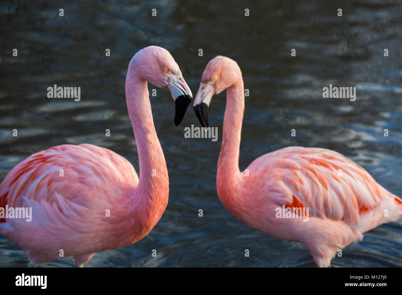 Pink Flamingo pair Stock Photo