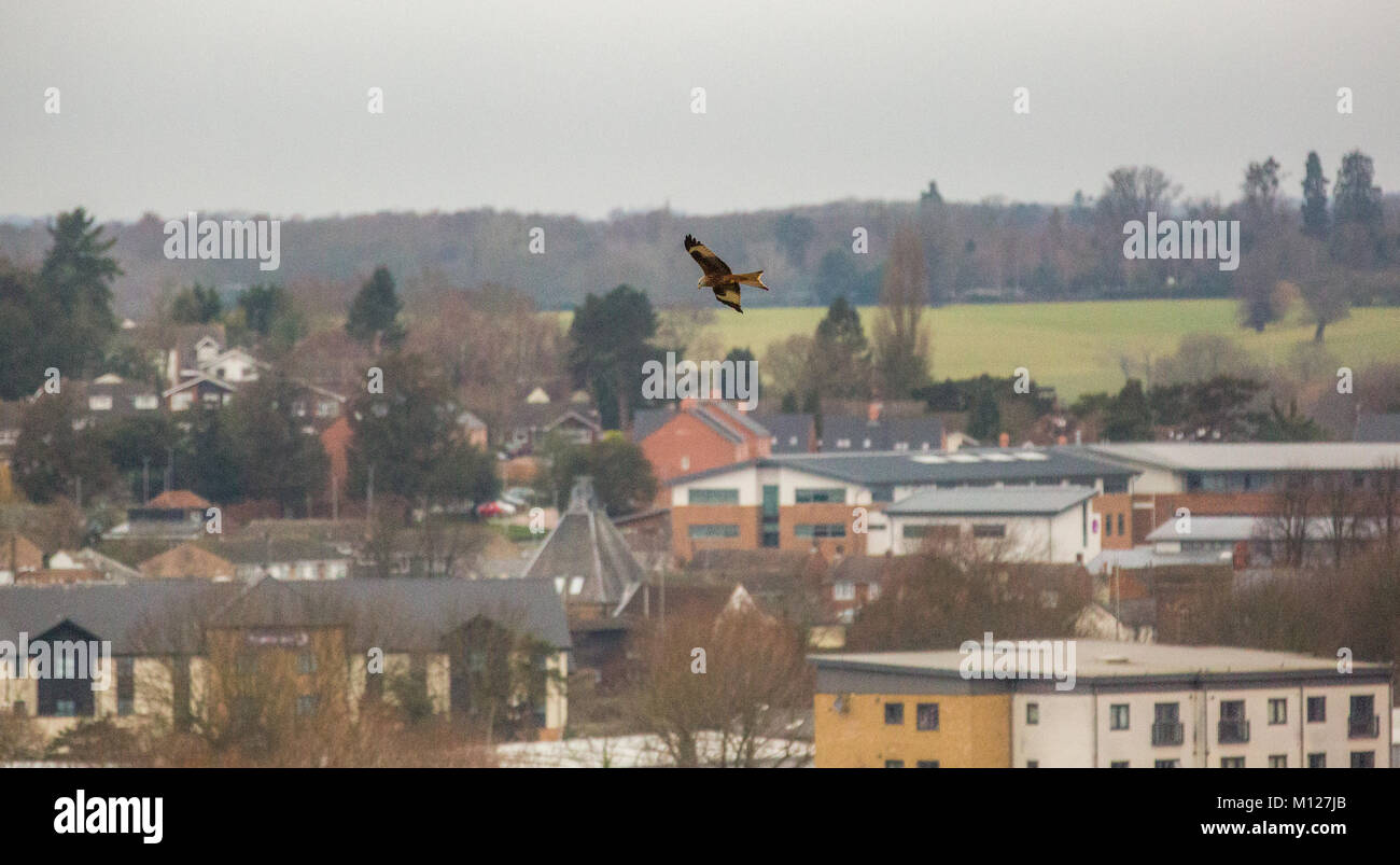 Red Kite flying over a town Stock Photo