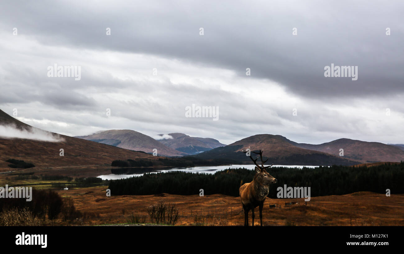 Glencoe mountain, featuring a Red Deer Stag Stock Photo