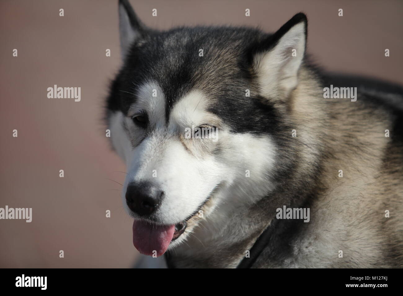 Portrait of  Siberian huskies, close to Stock Photo