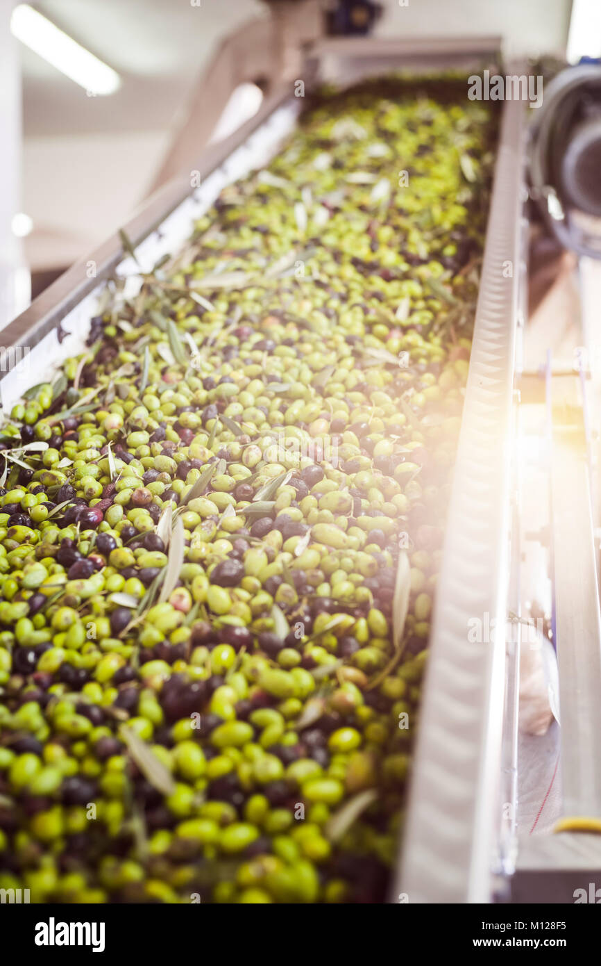 The making of extra virgin Olive Oil in Mola di Bari, Puglia Stock
