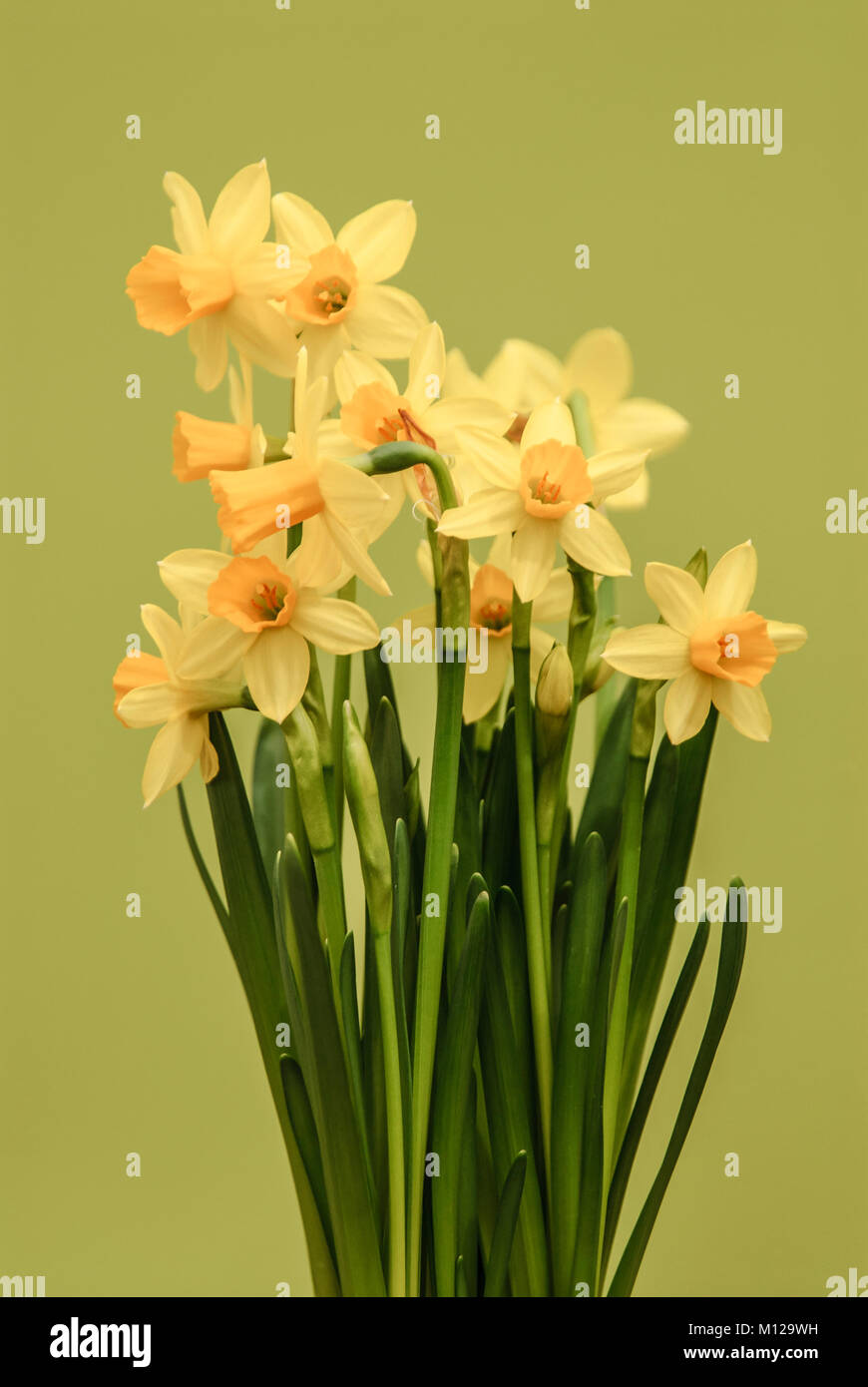 Narcissus - Narzisse - Osterglocke - Daffodil Stock Photo