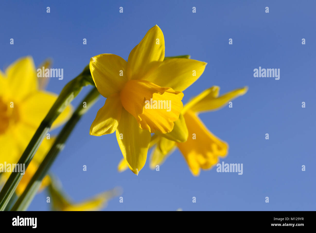 Narcissus - Narzisse - Osterglocke - Daffodil Stock Photo