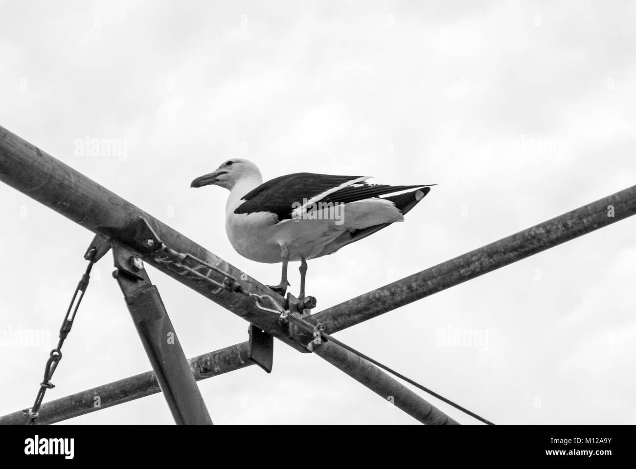Big Seagull standing over metal pipes. Black and white photo. Cenital view. Punta del Este, Uruguay. Stock Photo