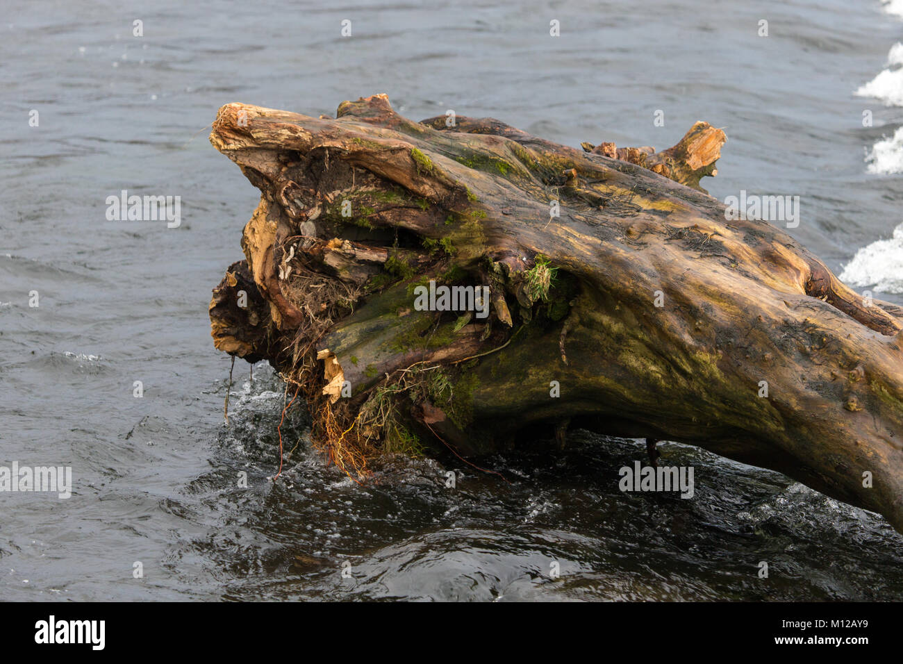 A Tree trunk downed in a storm is stuck in the fast flowing River Kent in Kendal Stock Photo