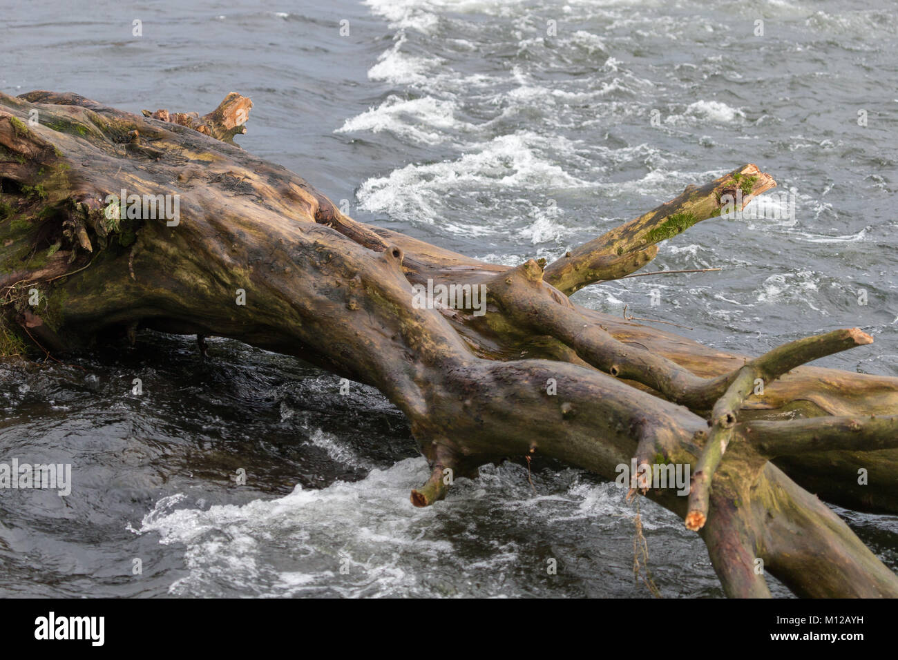 A Tree trunk downed in a storm is stuck in the fast flowing River Kent in Kendal Stock Photo